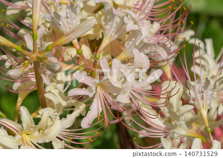 White lycoris flowers with delicate pink streaks White lycoris flowers with delicate pink streaks 140731529