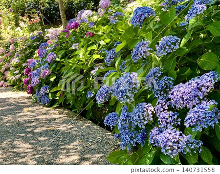 A path lined with colorful hydrangeas in full bloom <Kasui Lily Garden/Fukuroi City, Shizuoka Prefecture> A path lined with colorful hydrangeas in full bloom <Kasui Lily Garden/Fukuroi City, Shizuoka Prefecture> 140731558