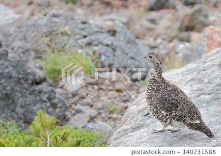 A rock ptarmigan in its summer plumage stands perched on a rocky outcrop; a specially protected natural monument that inhabits the alpine zone. A rock ptarmigan in its summer plumage stands perched on a rocky outcrop; a specially protected natural monument that inhabits the alpine zone. 140731588
