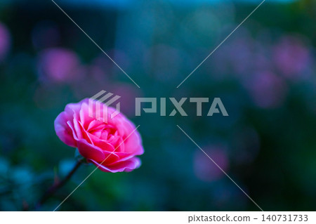 秋天的玫瑰,綠色的光芒 秋天的玫瑰,綠色的光芒 140731733