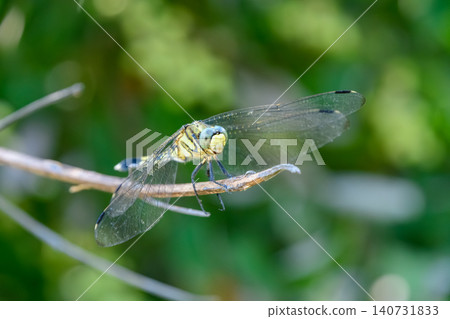 A female Common Skimmer dragonfly perches on a thin branch, spreading its wings. A female Common Skimmer dragonfly perches on a thin branch, spreading its wings. 140731833