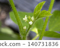 Edamame Flowers 140731836