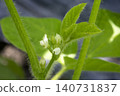 Edamame Flowers 140731837