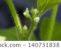 Edamame Flowers 140731838