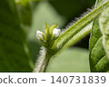 Edamame Flowers 140731839
