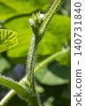 Edamame Flowers 140731840