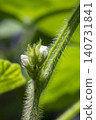 Edamame Flowers 140731841