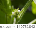 Edamame Flowers 140731842