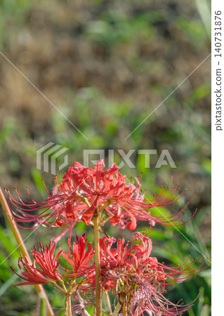 A single red spider lily blooms vividly in an autumn field. A single red spider lily blooms vividly in an autumn field. 140731876