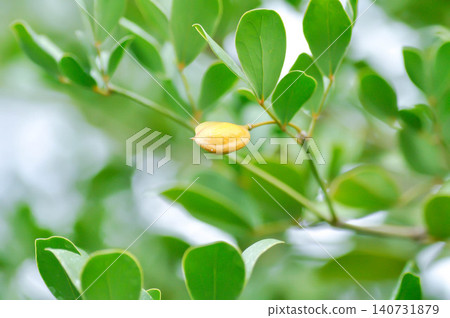 Guaiacum officinale L, Kaeo chao chom or Lignum vitae or ZYGOPHYLLACEAE with fruit 140731879