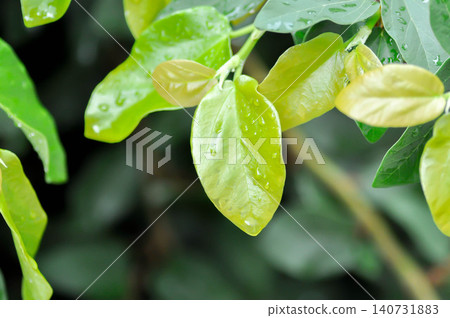 ficus pumila or climbing fig or Climbing Vine 140731883
