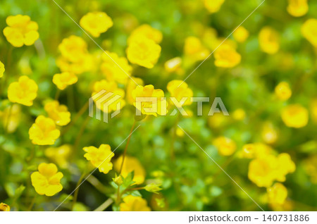 Gold Dust Mecardonia, Mecardonia Gold Dust or Mecardonia procumbens Mill Small or Plantaginaceae or yellow flower Gold Dust Mecardonia, Mecardonia Gold Dust or Mecardonia procumbens Mill Small or Plantaginaceae or yellow flower 140731886