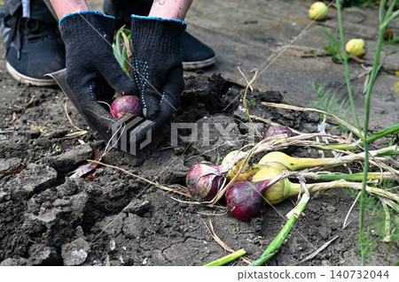 Harvesting onions in a home garden in late summer Harvesting onions in a home garden in late summer 140732044
