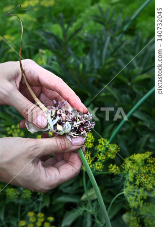 Hands gather garlic in a garden during summer Hands gather garlic in a garden during summer 140732045