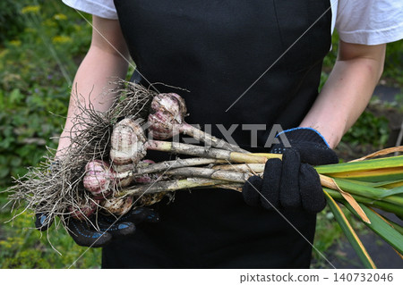 Harvesting garlic plants in a garden Harvesting garlic plants in a garden 140732046