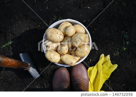 Harvesting potatoes from the garden on a sunny day Harvesting potatoes from the garden on a sunny day 140732056