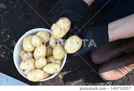 Handheld potatoes are being collected from the earth in a garden under clear skies. 140732057
