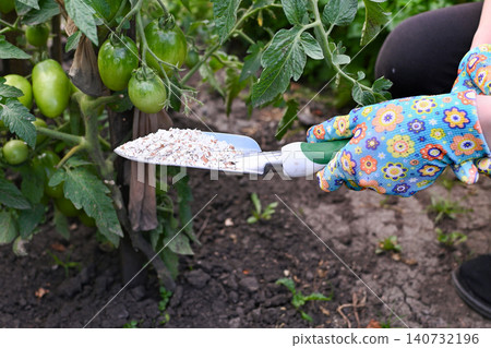 Gardener adding nutrients to blooming orange roses in early spring garden Gardener adding nutrients to blooming orange roses in early spring garden 140732196