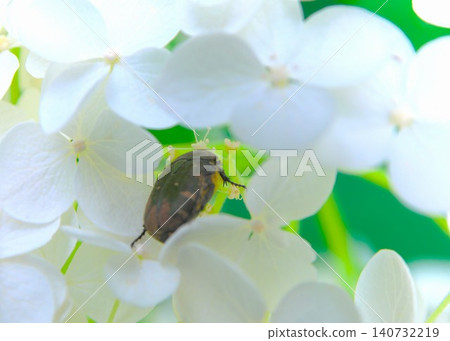 A flower beetle hiding among white hydrangeas A flower beetle hiding among white hydrangeas 140732219