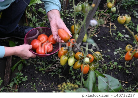 Gardener harvesting ripe tomatoes in a lush garden during late summer Gardener harvesting ripe tomatoes in a lush garden during late summer 140732237