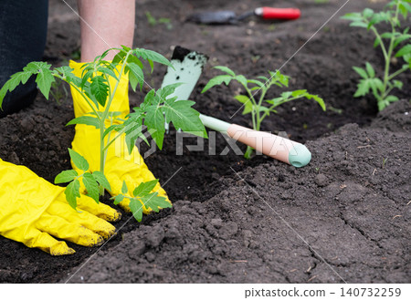 Gardening activity with tomato plant in soil Gardening activity with tomato plant in soil 140732259