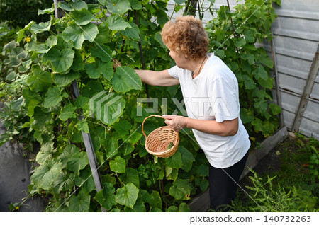 Elderly woman harvesting cucumbers in a garden during a sunny afternoon 140732263