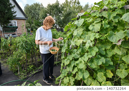 Elderly woman harvesting cucumbers in a garden during a sunny afternoon 140732264
