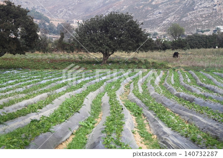 Strawberry field in Turgutreis Bodrum Turkey Strawberry field in Turgutreis Bodrum Turkey 140732287