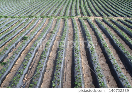 Strawberry field in Turgutreis Bodrum Turkey Strawberry field in Turgutreis Bodrum Turkey 140732289