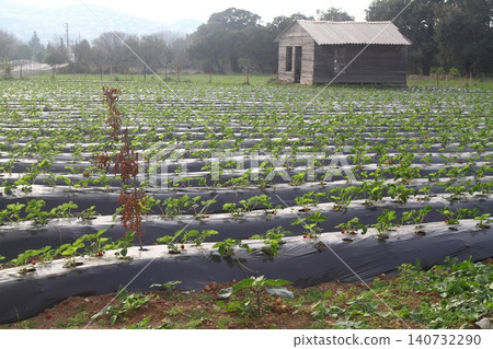 Strawberry field in Turgutreis Bodrum Turkey Strawberry field in Turgutreis Bodrum Turkey 140732290