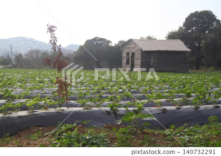 Strawberry field in Turgutreis Bodrum Turkey Strawberry field in Turgutreis Bodrum Turkey 140732291