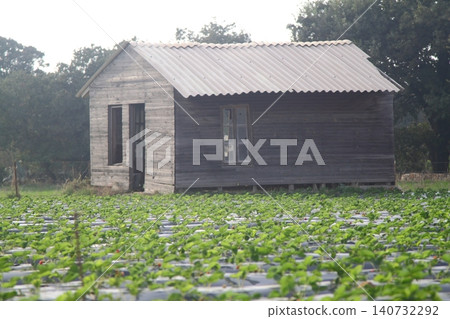 Strawberry field in Turgutreis Bodrum Turkey Strawberry field in Turgutreis Bodrum Turkey 140732292