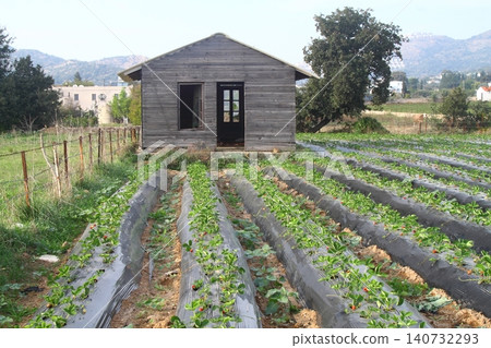 Strawberry field in Turgutreis Bodrum Turkey Strawberry field in Turgutreis Bodrum Turkey 140732293
