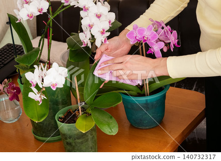 Orchids are cared for indoors at home Orchids are cared for indoors at home 140732317