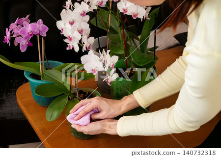 Cleaning the leaves from the old lady. Take care of orchids. Wipe leaves from dust, shine leaves. Cleaning the leaves from the old lady. Take care of orchids. Wipe leaves from dust, shine leaves. 140732318