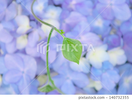 A climbing plant quietly creeps up on the hydrangea flower. A climbing plant quietly creeps up on the hydrangea flower. 140732355