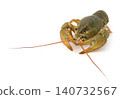 Crawfish on white background 140732567