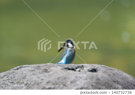 The kingfisher's back as it looks back 140732736