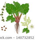 Rhubarb bush with root flowers and fruits on a white background. 140732852