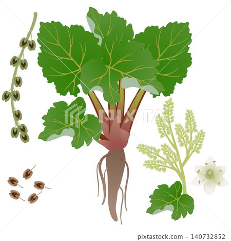 Rhubarb bush with root flowers and fruits on a white background. 140732852