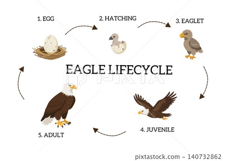 Eagle life cycle diagram showing egg, hatching, eaglet, juvenile eagle and adult eagle stages. Educational wildlife infographic for biology learning Eagle life cycle diagram showing egg, hatching, eaglet, juvenile eagle and adult eagle stages. Educational wildlife infographic for biology learning 140732862