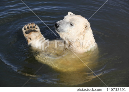 Polar bear swimming in the water Polar bear swimming in the water 140732891