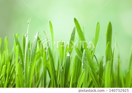 Green lush grass with water drops on blurred background, closeup Green lush grass with water drops on blurred background, closeup 140732925