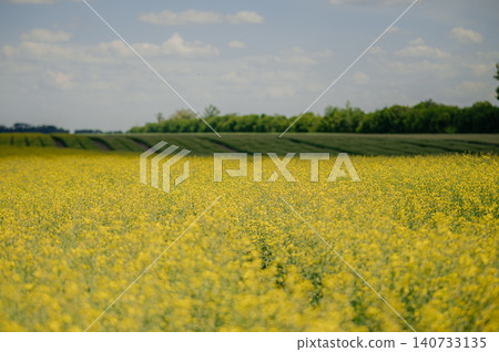 Bright yellow oilseed rape flowers in the field during the late spring and early summer season Bright yellow oilseed rape flowers in the field during the late spring and early summer season 140733135