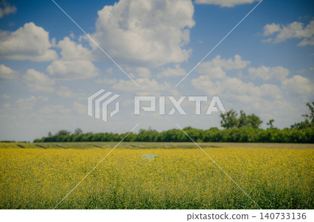 Bright yellow oilseed rape flowers in the field during the late spring and early summer season 140733136