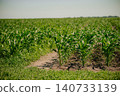 Green corn plants growing in rows with rich soil against a blue sky 140733139