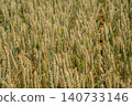 Golden wheat ears ready for harvest, rye field. Image of golden wheat ear, rye, barley. Red poppies 140733146