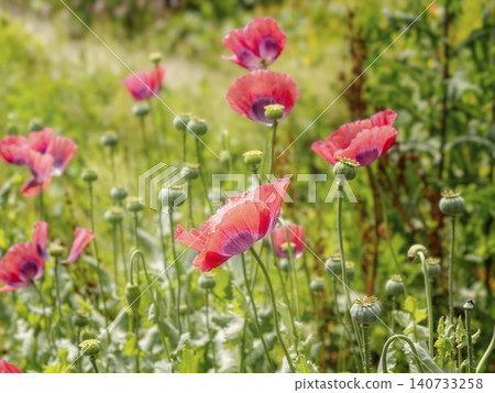 Red Poppy Flowers in Sunny Wildflower Field With Seed Pods and Green Stems Red Poppy Flowers in Sunny Wildflower Field With Seed Pods and Green Stems 140733258