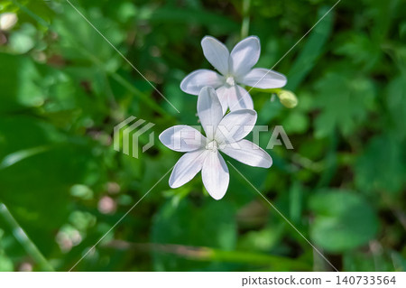White flowers of the Hydrangea purpurea White flowers of the Hydrangea purpurea 140733564
