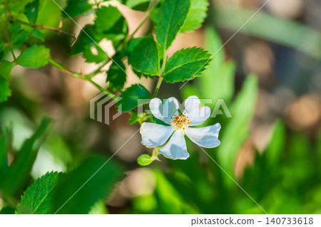 White flower of Neubara White flower of Neubara 140733618